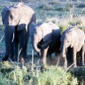 TZA MAR SerengetiNP 2016DEC23 Seronera 022 : 2016, 2016 - African Adventures, Africa, Date, December, Eastern, Mara, Month, Places, Serengeti National Park, Seronera, Tanzania, Trips, Year